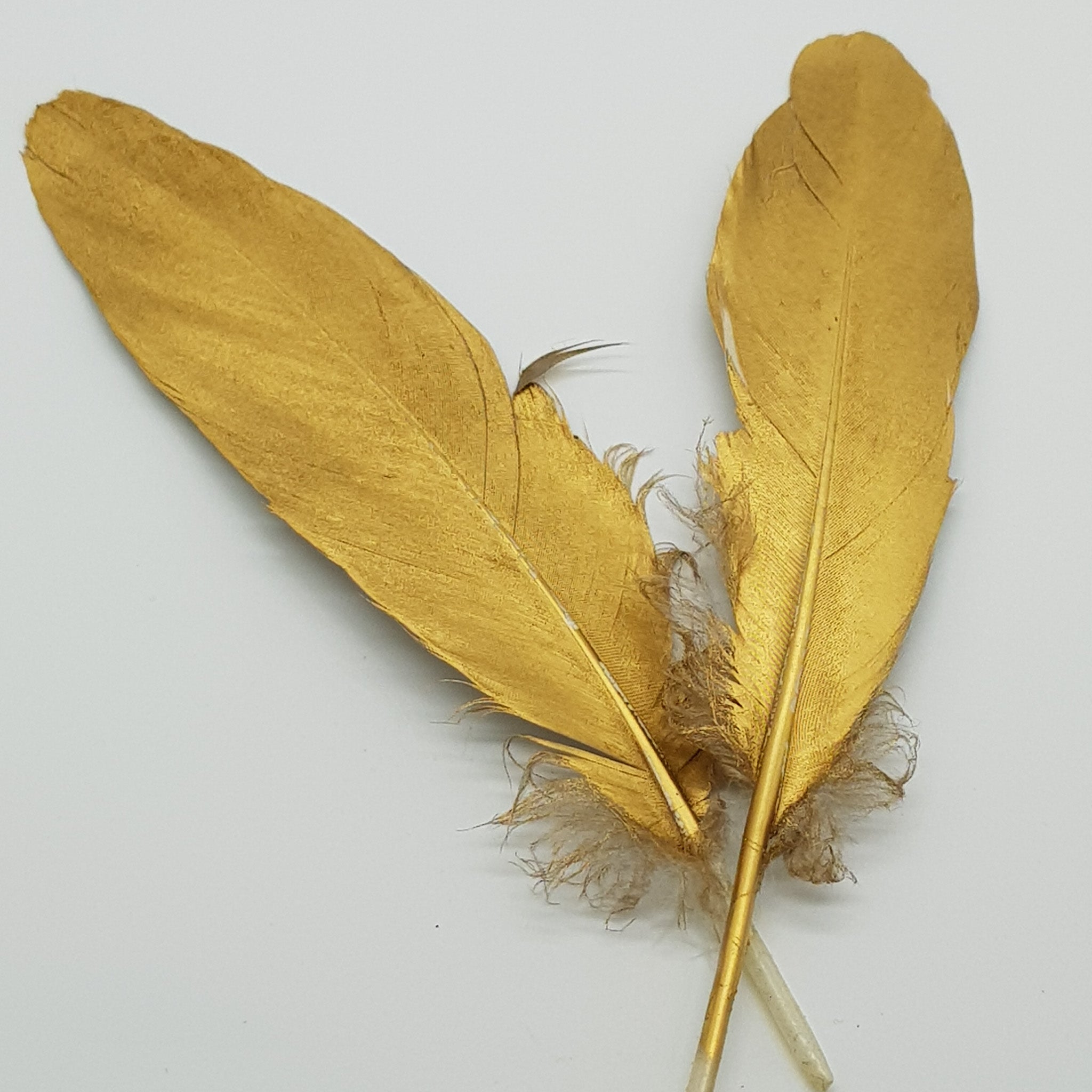 18cm Ostrich Feathers